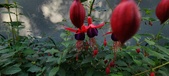 Enlarge photo 217