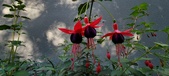 Enlarge photo 219