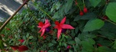 Enlarge photo 221