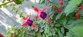 Enlarge photo 223