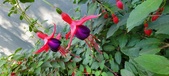 Enlarge photo 225