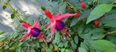 Enlarge photo 227