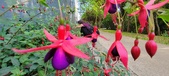 Enlarge photo 235