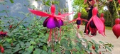 Enlarge photo 239