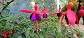 Enlarge photo 240