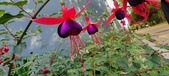 Enlarge photo 241