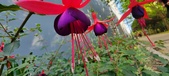 Enlarge photo 242