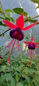Enlarge photo 243
