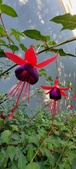 Enlarge photo 245