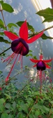 Enlarge photo 246