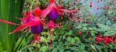 Enlarge photo 254