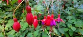 Enlarge photo 256