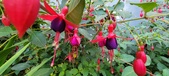 Enlarge photo 257