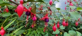 Enlarge photo 258