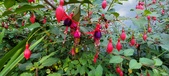 Enlarge photo 259