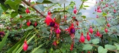 Enlarge photo 260