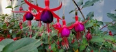 Enlarge photo 261