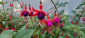 Enlarge photo 262