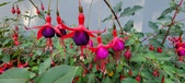 Enlarge photo 263