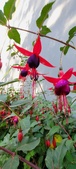 Enlarge photo 264