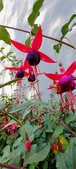 Enlarge photo 265