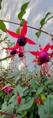 Enlarge photo 266