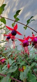 Enlarge photo 267