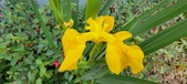 Enlarge photo 268