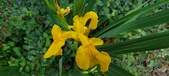 Enlarge photo 270