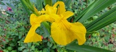 Enlarge photo 271