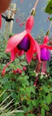 Enlarge photo 277
