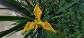 Enlarge photo 297