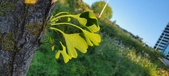 Enlarge photo 310