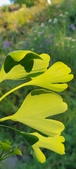 Enlarge photo 314
