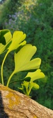 Enlarge photo 315