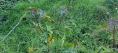 Enlarge photo 322