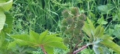 Enlarge photo 320