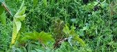 Enlarge photo 326