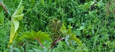 Enlarge photo 327