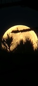 Enlarge photo 962