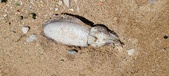 Enlarge photo 51