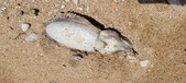 Enlarge photo 52