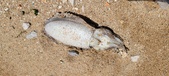 Enlarge photo 53