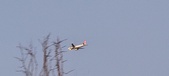 Enlarge photo 445