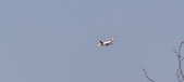 Enlarge photo 446