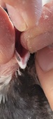 Enlarge photo 141