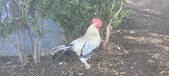 Enlarge photo 155