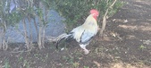 Enlarge photo 156