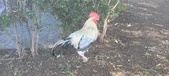 Enlarge photo 157