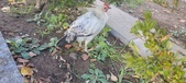 Enlarge photo 159